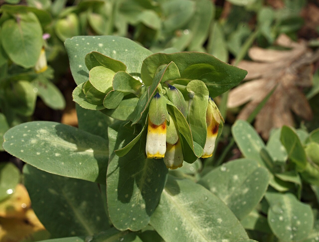 Honeywort: Cerinthe gymnandra , prado nitrófilo, a la sombra. Losar de la Vera ( Cáceres , España ).