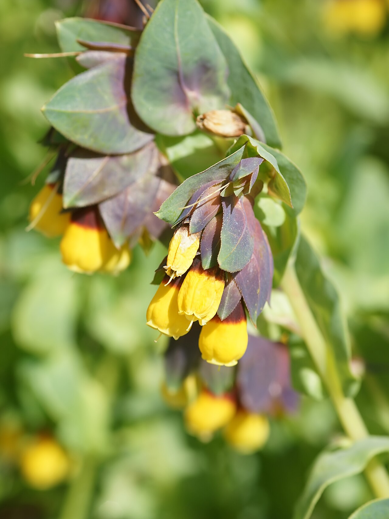Honeywort: Honeywort near Thiesi, Sardinia, Italy.