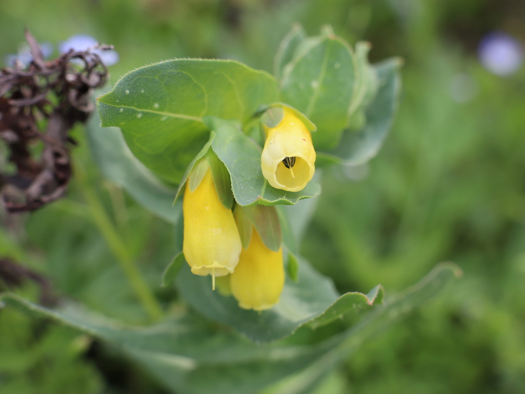 Honeywort (Cerinthe major)