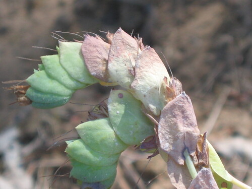 Honeywort (Cerinthe major)