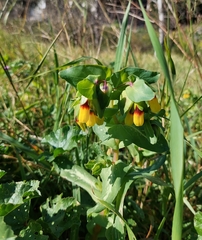 Honeywort (Cerinthe major)