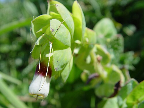 Honeywort: Name Cerinthe major Familiy Boraginaceae Used in article Cerinthe major .