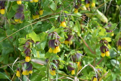 Honeywort (Cerinthe major)