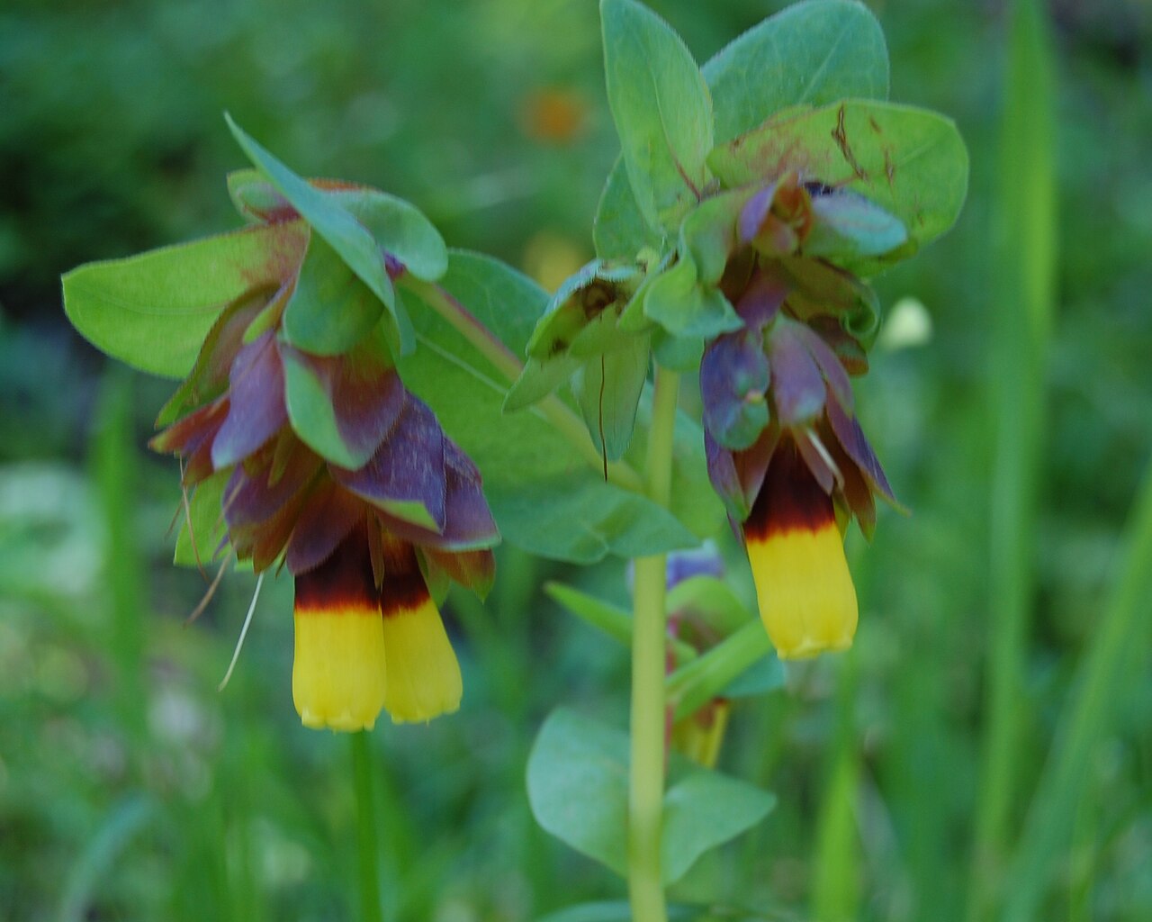 Honeywort: Cerinthe major L. 1753