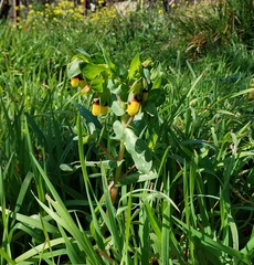 Honeywort (Cerinthe major)