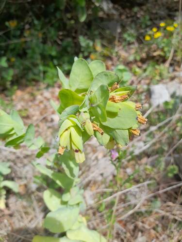 Honeywort (Cerinthe major)