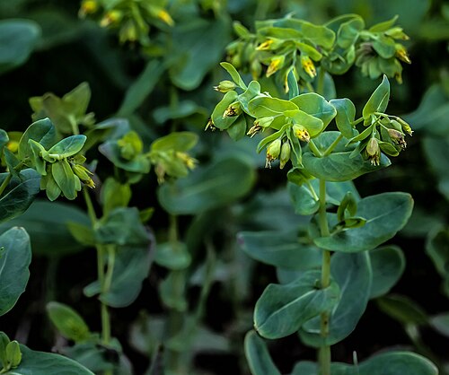 Cerinthe minor: Alpengarten Villacher Alpe : Kleine_Wachsblume