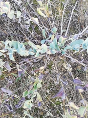 Cerinthe minor (Cerinthe minor)