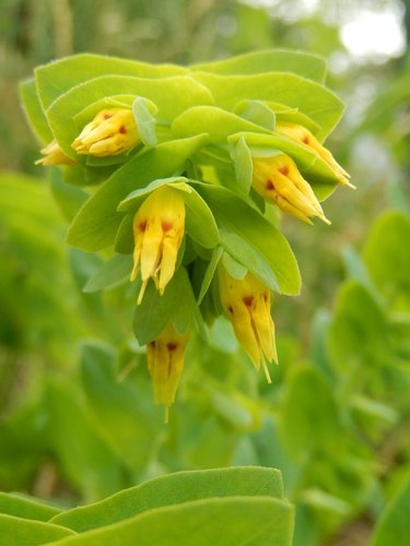 Cerinthe minor (Cerinthe minor)