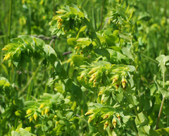 Cerinthe minor (Cerinthe minor)