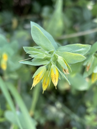 Cerinthe minor (Cerinthe minor)