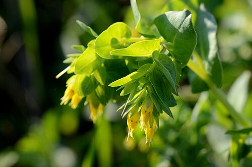 Cerinthe minor: Cerinthe minor