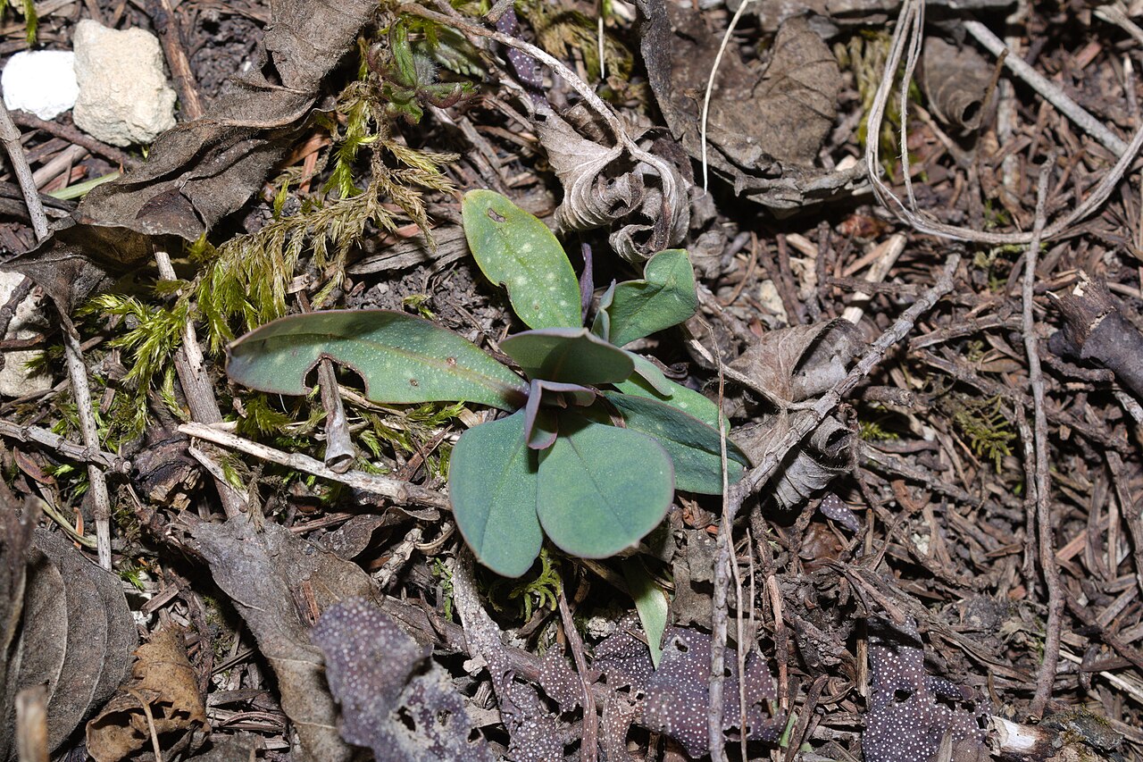 Cerinthe minor: Cerinthe minor — Field observation from Powiat chełmski, Polska, Poland. Collected by Bobo-X (2026-03-14). Recorded in GBIF occurrence 6178545214 .