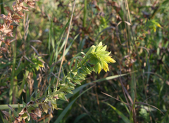 Cerinthe minor (Cerinthe minor)