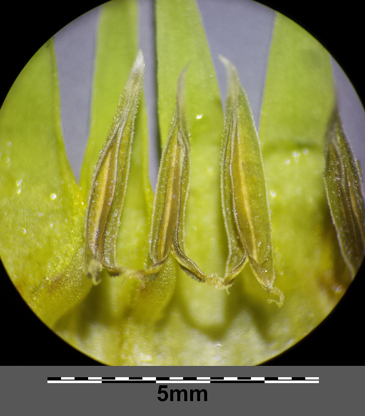 Cerinthe minor: Anthers appendiculate at base Taxonym: Cerinthe minor (subsp. minor) ss Fischer et al. EfÖLS 2008 ISBN 978-3-85474-187-9 Location: west to Maisbirbaum, district