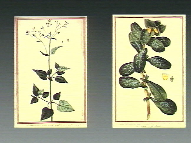 Cerinthe retorta: 1 print : etching, with watercolour ; platemark 36.7 x 22.4 cm. Related to honeywort, (Cerinthe retorta Sibth. & Sm.): flowering plant with separate fruit and f