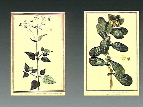 Cerinthe retorta: 1 print : etching, with watercolour ; platemark 36.7 x 22.4 cm. Related to honeywort, (Cerinthe retorta Sibth. & Sm.): flowering plant with separate fruit and f