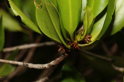Ceriops australis (Ceriops australis)
