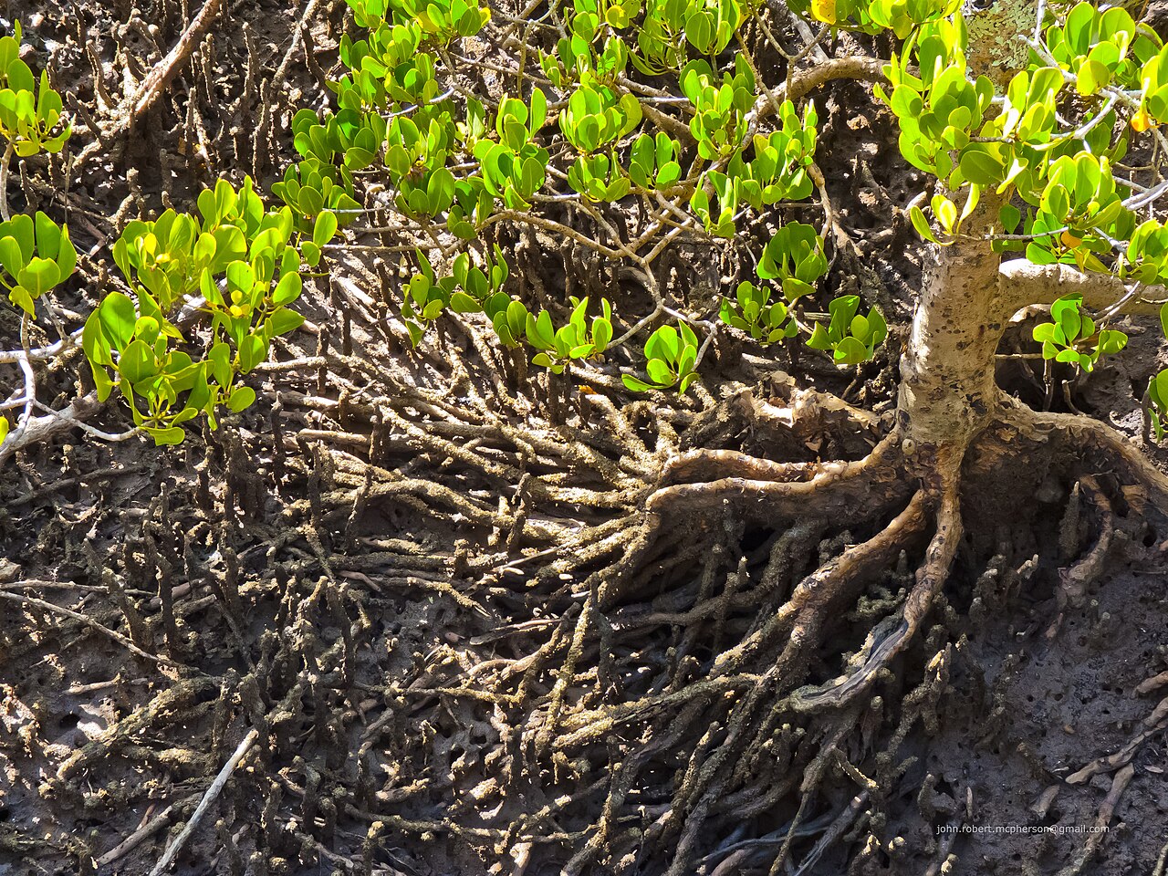 Ceriops australis: The shrubby yellow mangrove (Ceriops australis) reaches the southern extent of its range in Moreton Bay, Queensland, of which Bramble Bay is a part. It does not