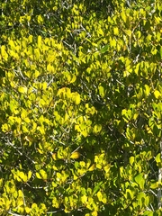Ceriops australis (Ceriops australis)