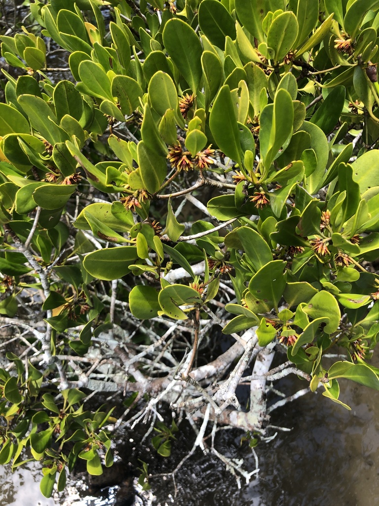 Ceriops australis (Ceriops australis)