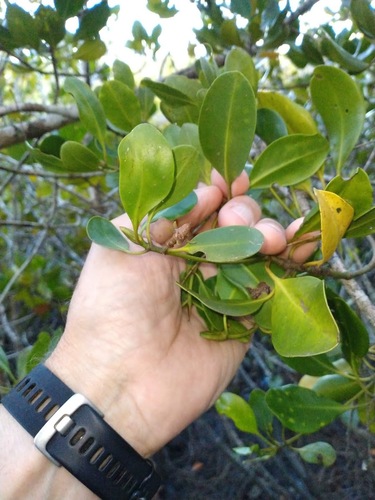 Ceriops australis (Ceriops australis)