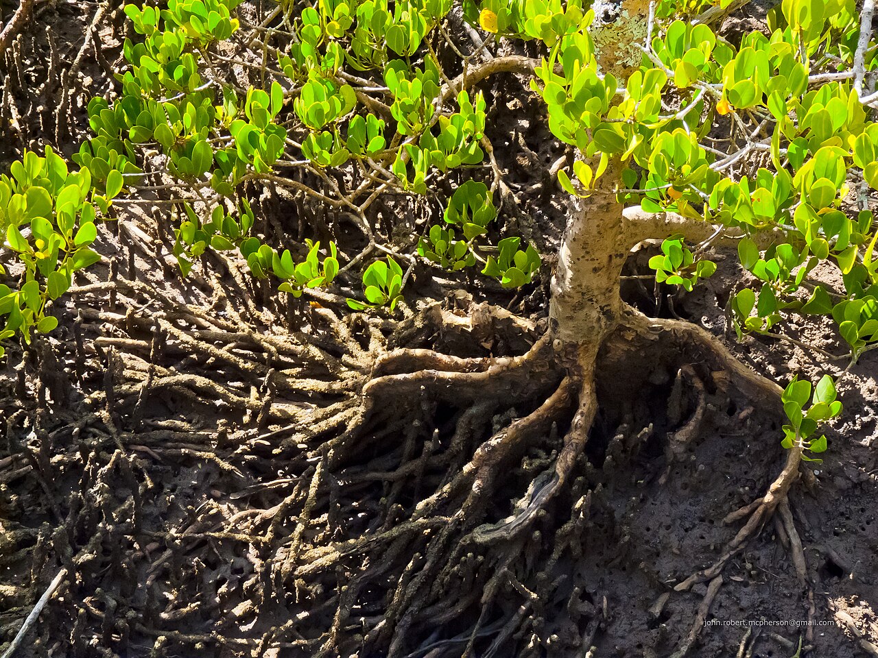 Ceriops australis: The shrubby yellow mangrove (Ceriops australis) reaches the southern extent of its range in Moreton Bay, Queensland, of which Bramble Bay is a part. It does not