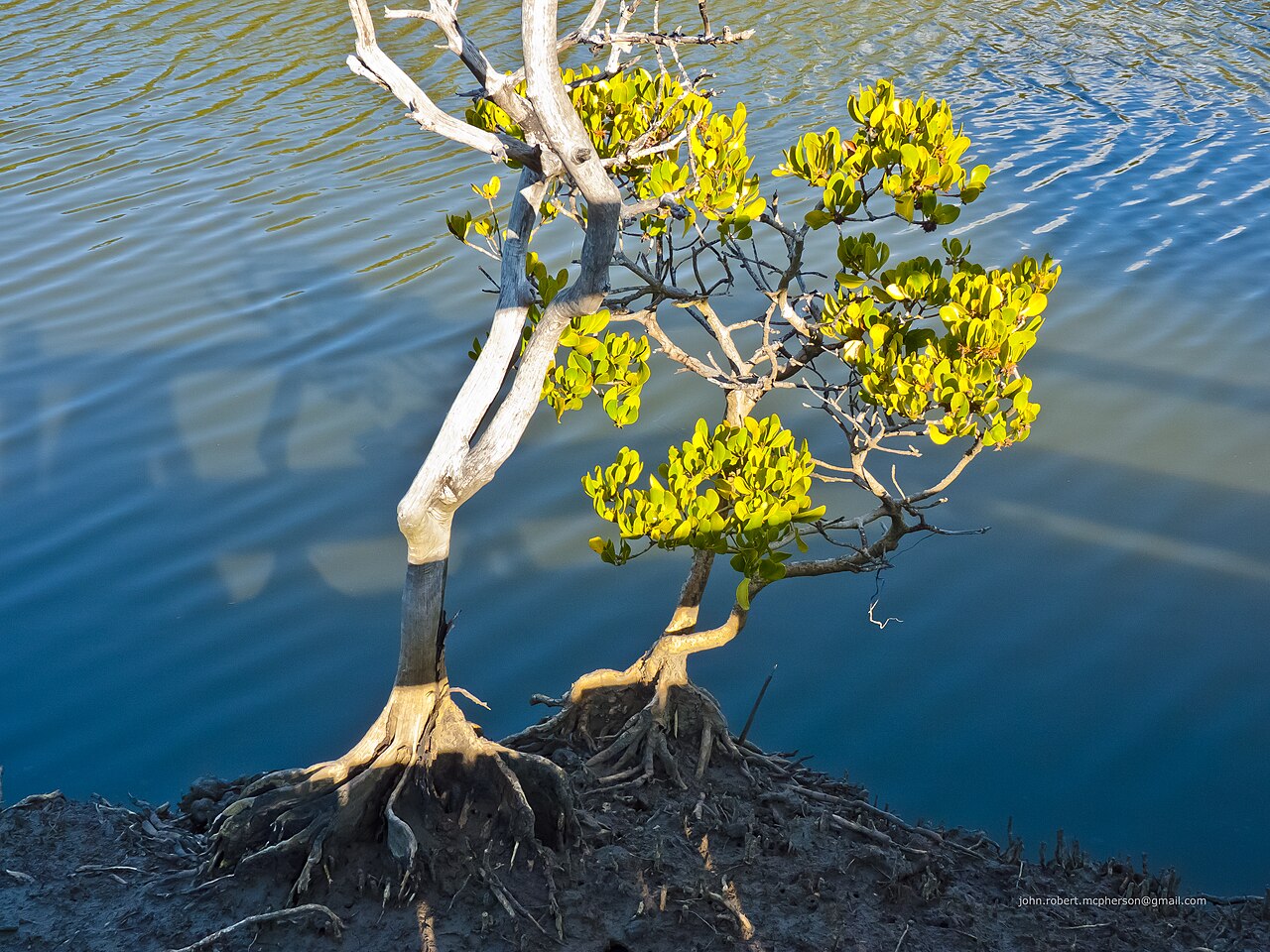 Ceriops australis: The shrubby yellow mangrove (Ceriops australis) reaches the southern extent of its range in Moreton Bay, Queensland, of which Bramble Bay is a part. It does not