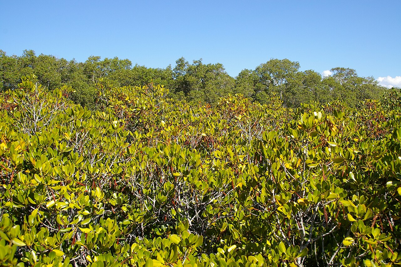 Ceriops australis: The shrubby yellow mangrove (Ceriops australis) reaches the southern extent of its range in Moreton Bay, Queensland, of which Bramble Bay is a part. It does not