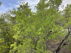 Ceriops australis (Ceriops australis)