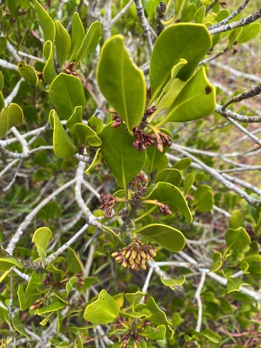 Ceriops australis (Ceriops australis)