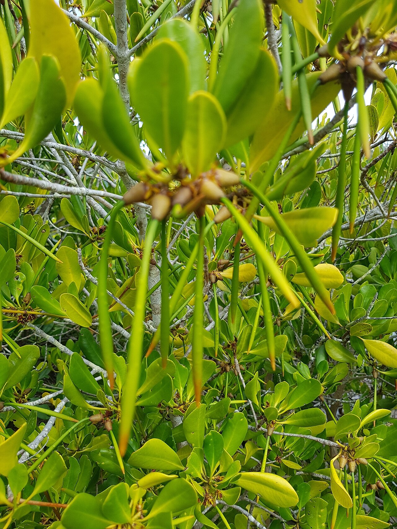 Ceriops australis: smooth-fruited yellow mangrove