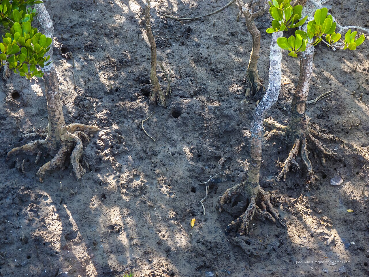 Ceriops australis: The shrubby yellow mangrove (Ceriops australis) reaches the southern extent of its range in Moreton Bay, Queensland, of which Bramble Bay is a part. It does not