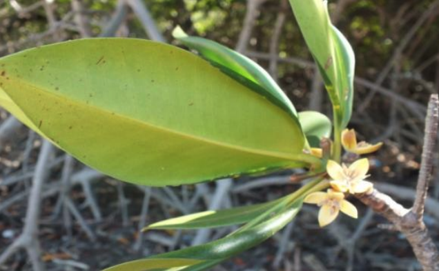 Ceriops decandra: Ceriops decandra flowers