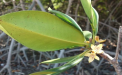 Ceriops decandra: Ceriops decandra flowers