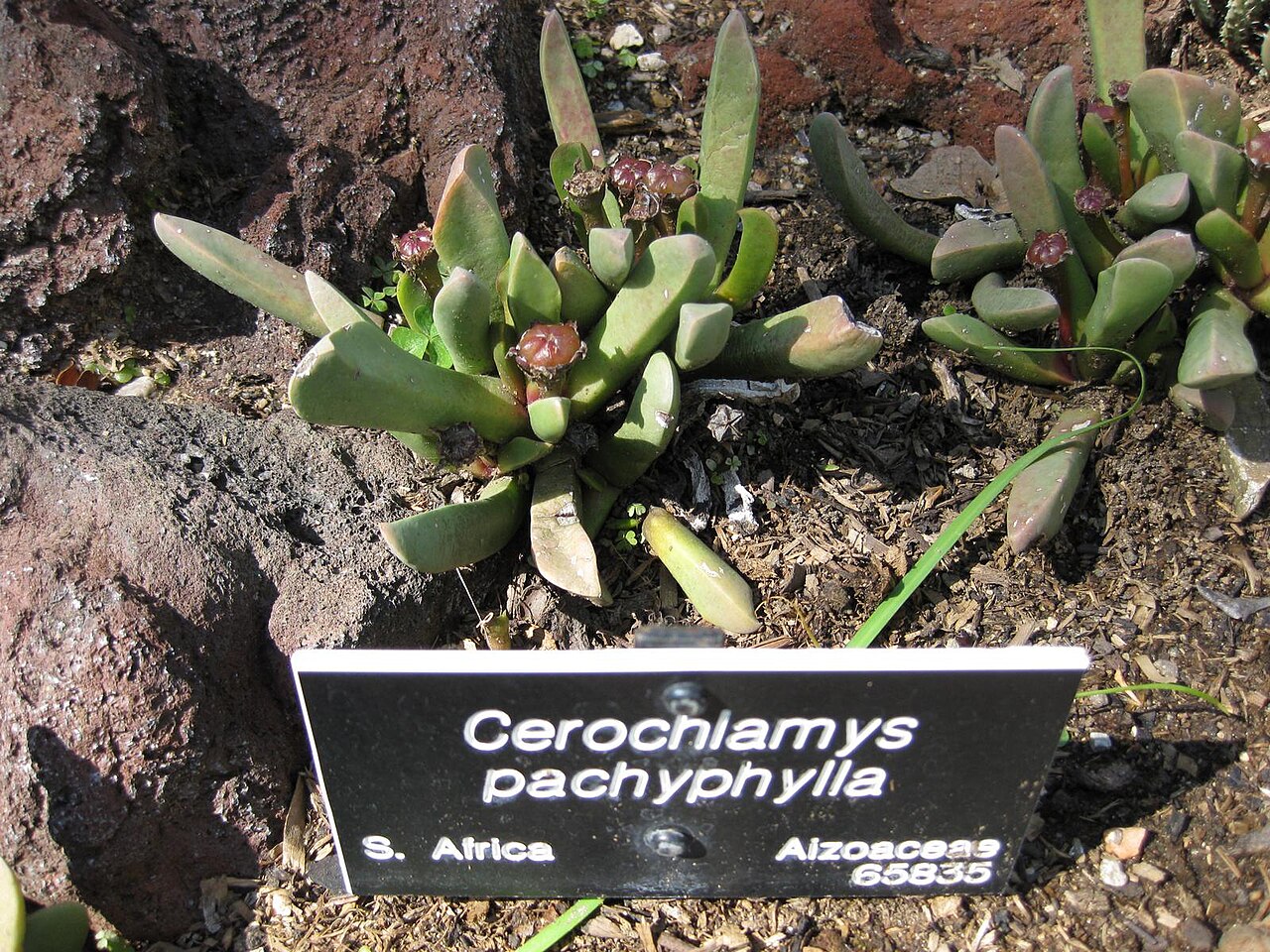 Cerochlamys pachyphylla: This photo is from Gardenology.org and is available under CC-BY-SA 3.0 license. If you use it, please include attribution to Gardenology.org, with a link if the