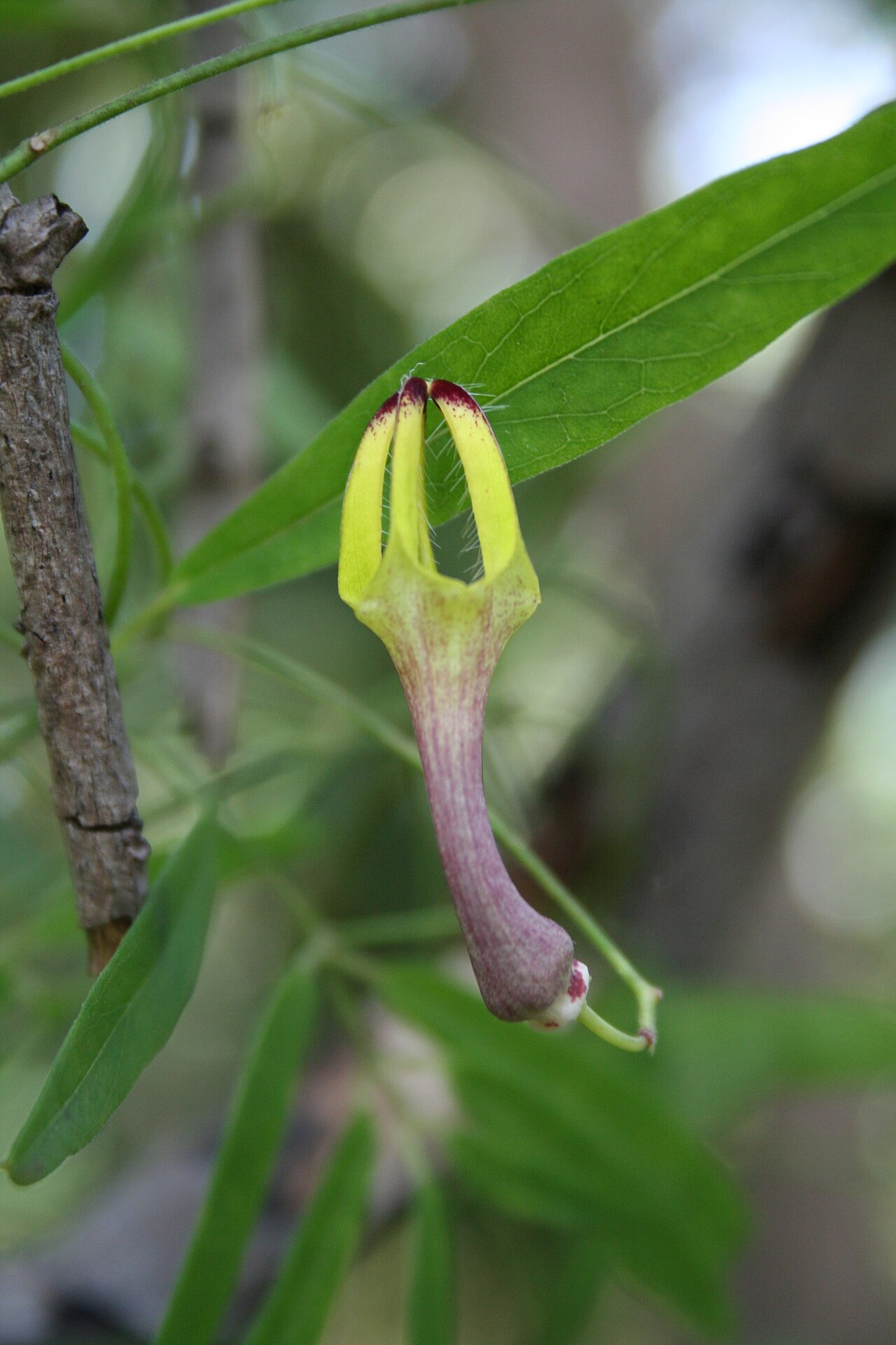 Ceropegia affinis: Ceropegia racemosa , F. Cl. de la Kou, SW Burkina Faso