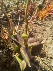Ceropegia africana (Ceropegia africana)
