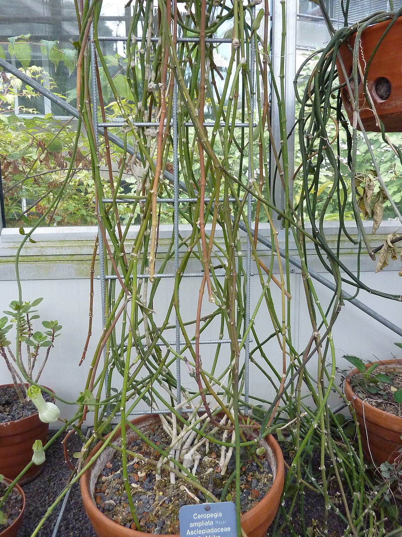 Ceropegia ampliata: Ceropegia ampliata at the Botanical Garden of the University of Basel.