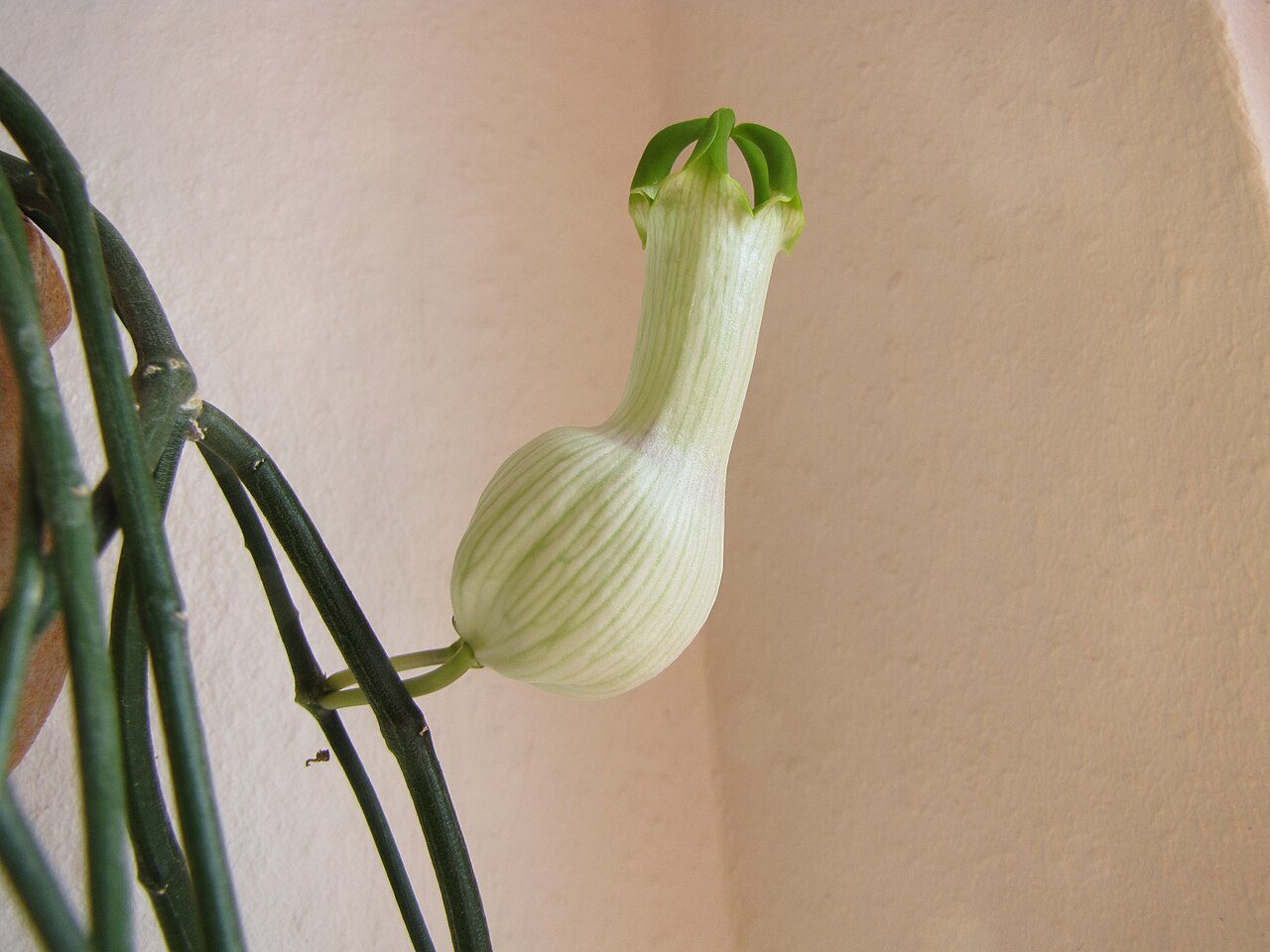 Ceropegia ampliata: Ceropegia ampliata E. Meyr., Asclepiadaceae, Apocynaceae