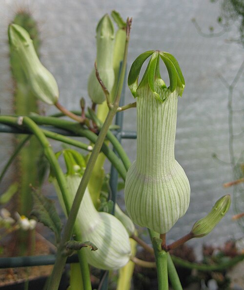 Ceropegia ampliata: Ceropegia ampliata in Kultur