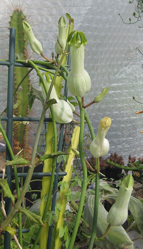 Ceropegia ampliata: Ceropegia ampliata in Kultur