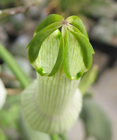 Ceropegia ampliata: Ceropegia ampliata in Kultur