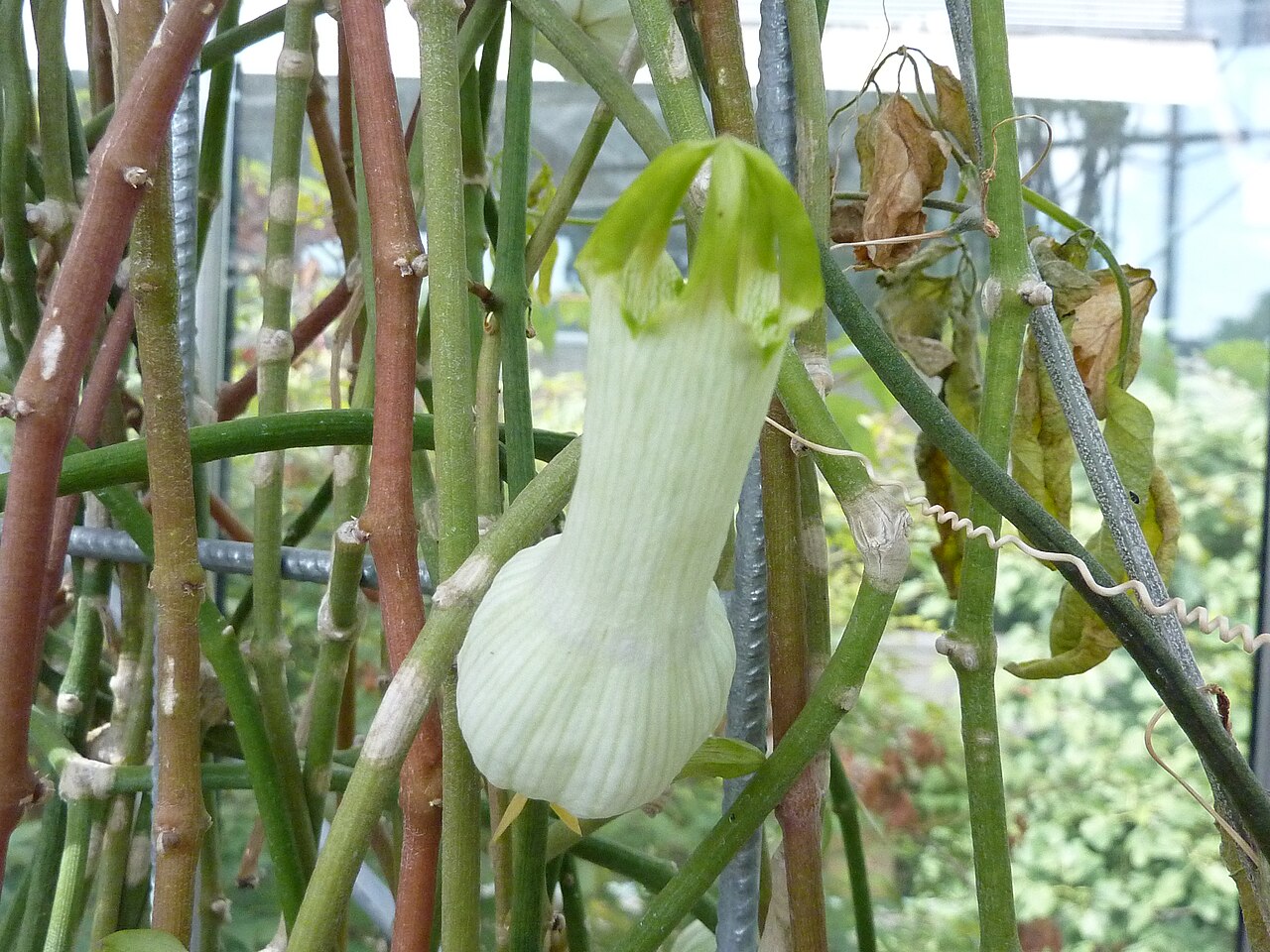 Ceropegia ampliata: Ceropegia ampliata at the Botanical Garden of the University of Basel.
