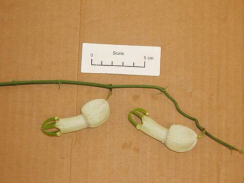 Ceropegia ampliata (Ceropegia ampliata)