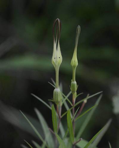Ceropegia anantii (Ceropegia anantii)