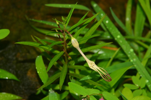 Ceropegia anantii (Ceropegia anantii)
