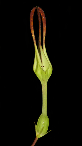 Ceropegia anantii (Ceropegia anantii)