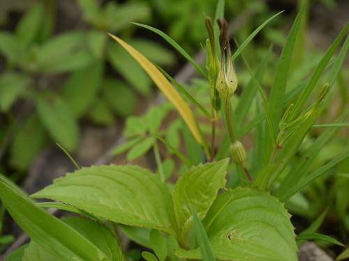 Ceropegia anantii (Ceropegia anantii)