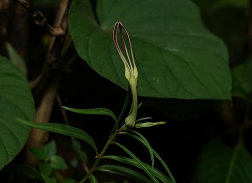 Ceropegia attenuata (Ceropegia attenuata)